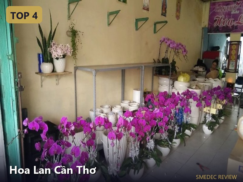 Hoa Lan Cần Thơ