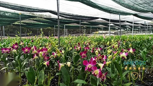 Lan Hồ Điệp FLoLi Bình Dương