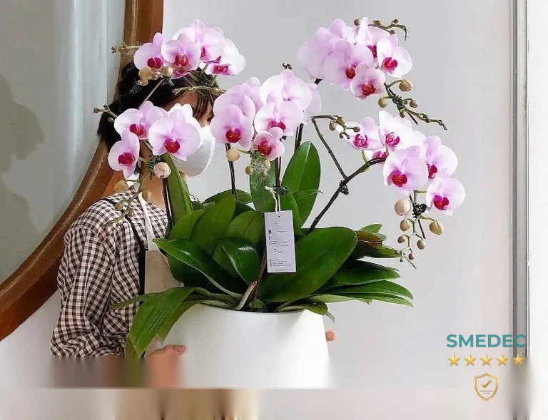 Shop Phong Lan Gia Linh