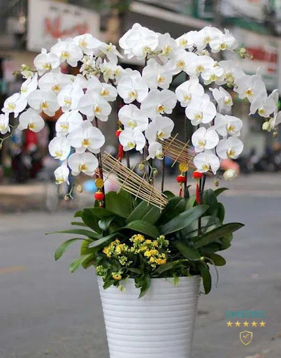 Hoa Linh Lan (Linh Flower)