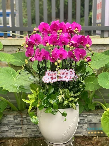 Thiên Đường Hoa Bình Dương